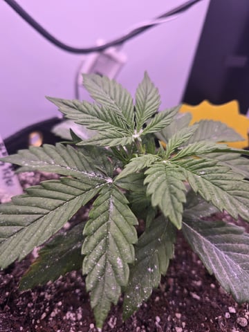 1st Auto Grow (LSD + BrB) - 1st indoor Grow — vegetative, day 19