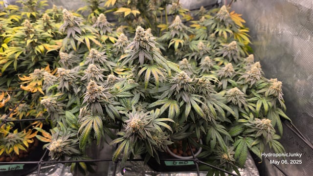 Grow #1 — flower, day 111