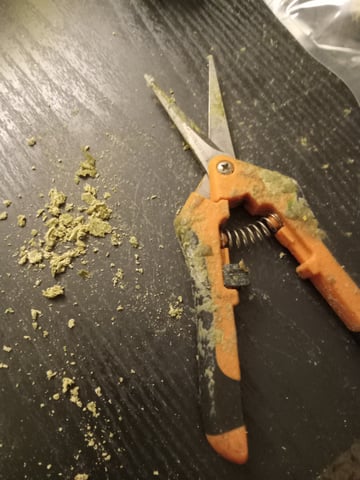 critical purple kush x peyote wifi  in the auto pot system tray 2 grow with added microhazian to the coco coir  — vegetative, day 28