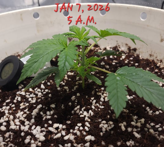Dos Si Dos. Indica — vegetative, day 13