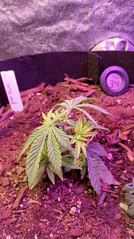Purple Plum Perfect 💜 & 2 Grape Runtz 🍇 Mainlining garden.  — vegetative, day 84