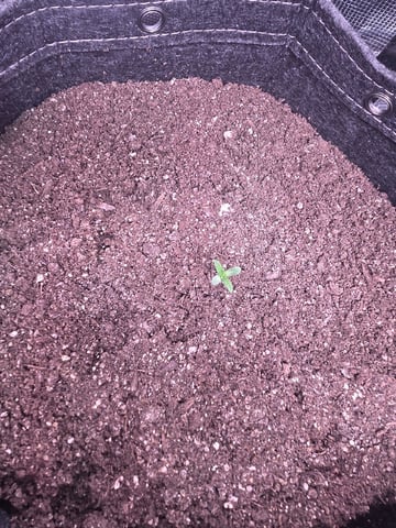 Blue Dream Feminized  — seedling_rooting, day 16