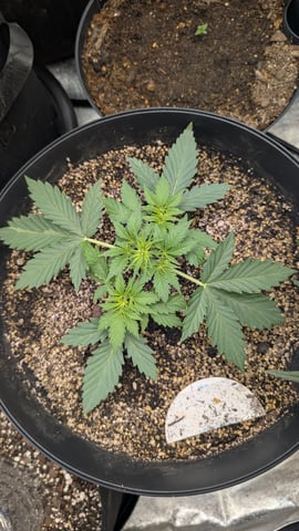 Mixed Grow — grow_setup, day 43