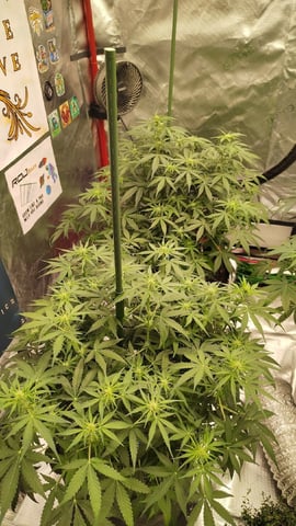 Beans For Days run — flower, day 52