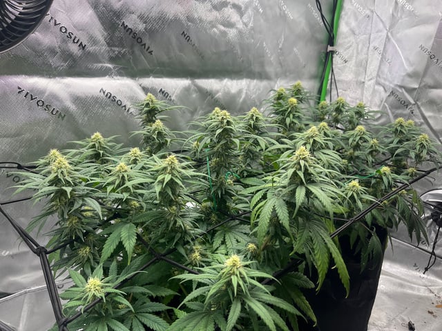 Blue Dream Photos — flower, day 77