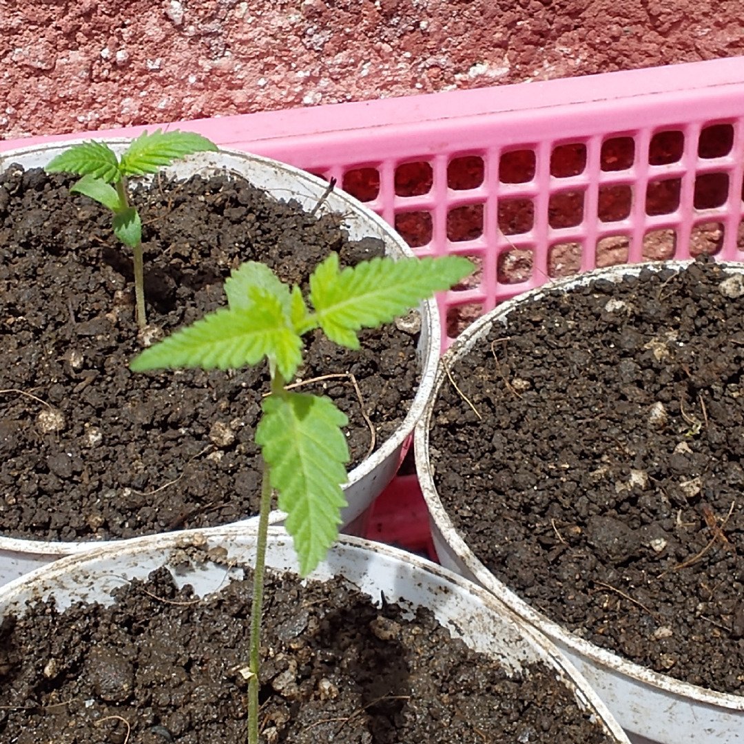 nilo growth