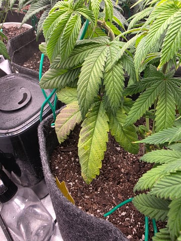 My Second Indoor — vegetative, day 49