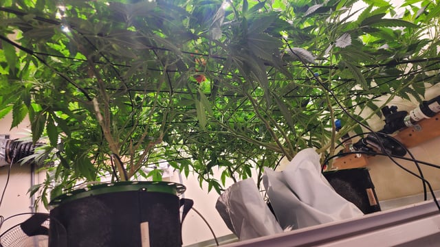 DNA Genetics Kosher Cookies rockwool run round 2 — flower, day 49