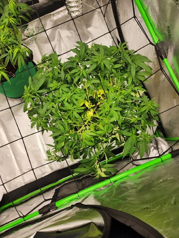 HE1E we GROW  — flower, day 146