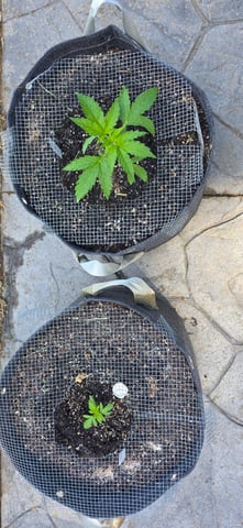 Let's just leave these right here! — vegetative, day 30