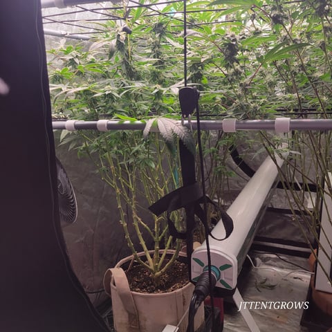 4x4 — flower, day 1