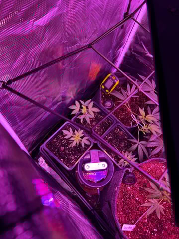 goatlato MT — seedling_rooting, day 22