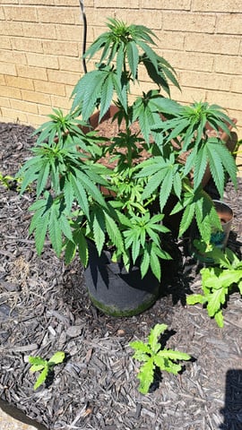 Gumbo — vegetative, day 14