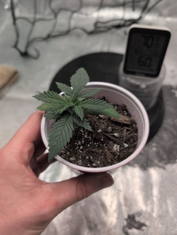 Girl Scout Cookies — vegetative, day 17