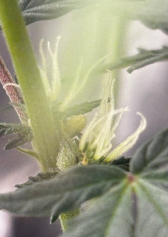 Pink Passion Fruit — flower, day 86