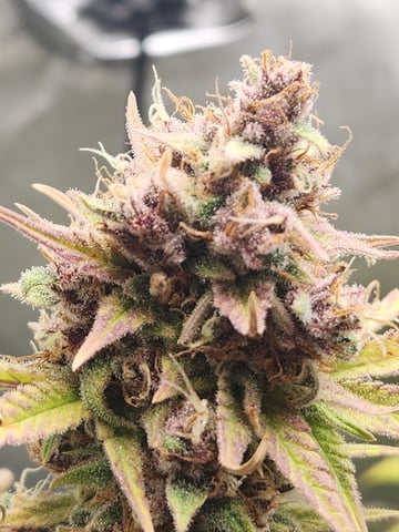 Another round of Mephisto Genetics from Schoolyard Crush and Do-si-delirium drops. — flower, day 71