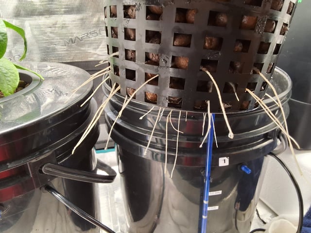 JALAPEÑO 🌶 — vegetative, day 54