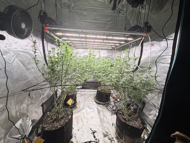 4’x8’ Grow1 — flower, day 137