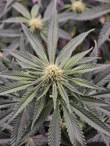  1 Blue Zushi x Venom & 1 Jack Here x Strawberry Cookies OG — flower, day 64