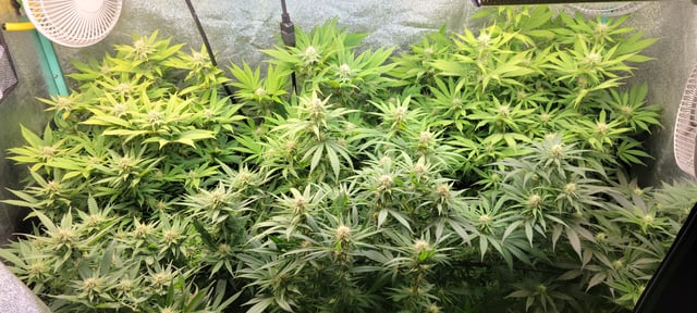 $chooners Grow — flower, day 16