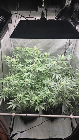 ethos genetics  — flower, day 82