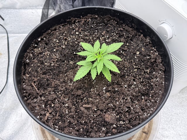 Blue Dream Grow — vegetative, day 1