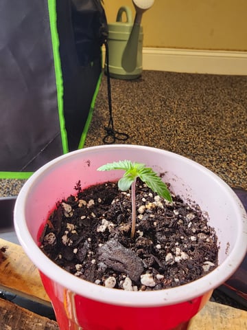 trap n pink — seedling_rooting, day 4