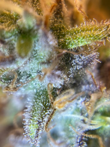 Gorilla Zkittlez & RS #11 — flower, day 96