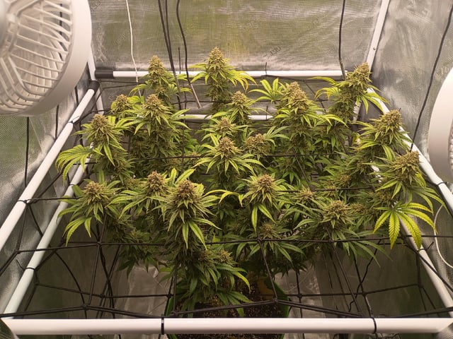 FastBuds Photo-Lemon Mandarin 