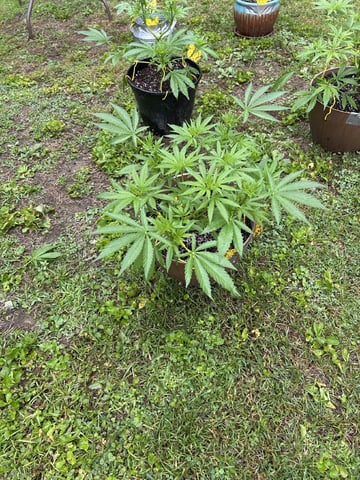 2026 Outdoor — vegetative, day 55