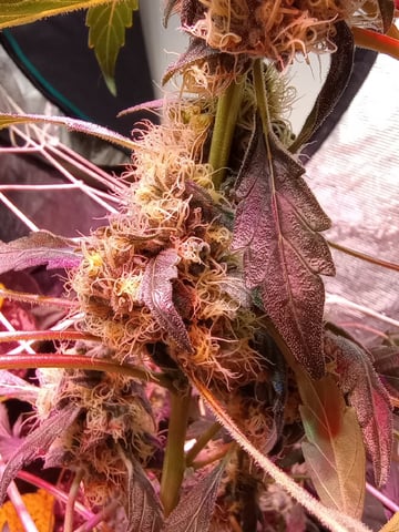 BIGFOOT BOOGIE F4 — grow_setup, day 1