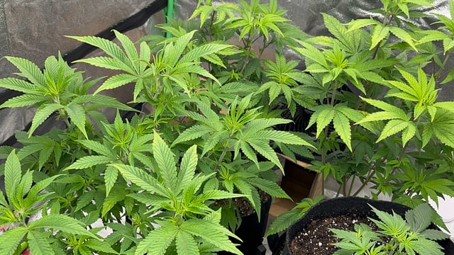 CB (Fem Photo) — flower, day 29