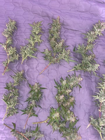 pineapple Express  — none, day 43