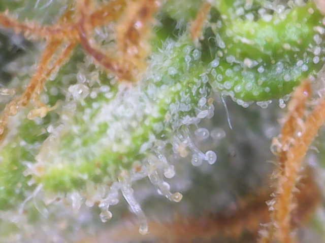 Experiment Time — flower, day 81