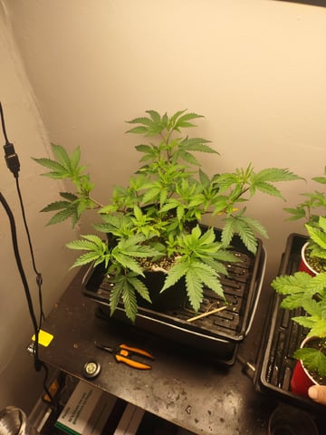 Mainely Genetics Clone Run #One — vegetative, day 1