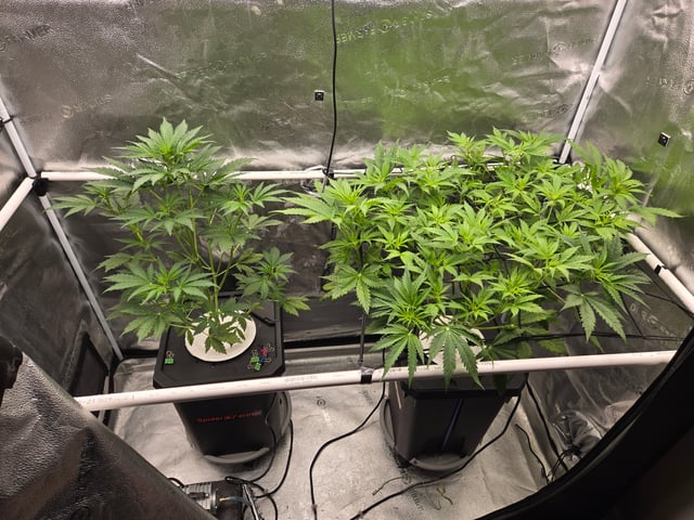 Spider-Farmer Hydro — flower, day 40
