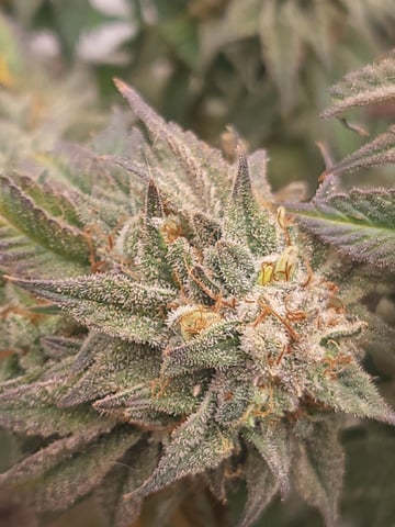 1st grow indoors(cardboard box to 2x2x4 to 5x5x6) — flower, day 140