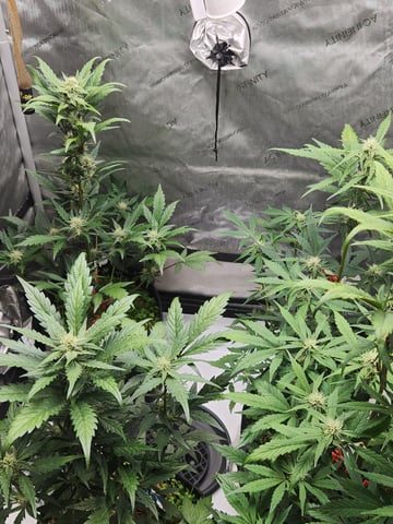 Mephisto Apple Crush and Pop tart OG in Nature's Living Soil.  — flower, day 46