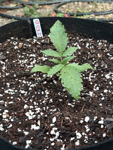 Rc Exotics — vegetative, day 20