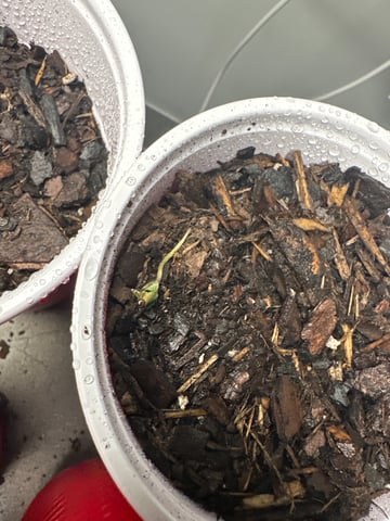 P And Z — seedling_rooting, day 6