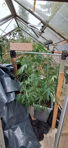 1st grow (green house)(natural) — vegetative, day 65