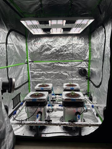 First Grow (Hydro) — vegetative, day 21