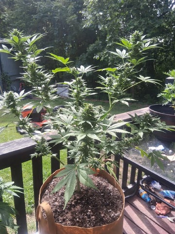 First Indoor Grow  — flower, day 93