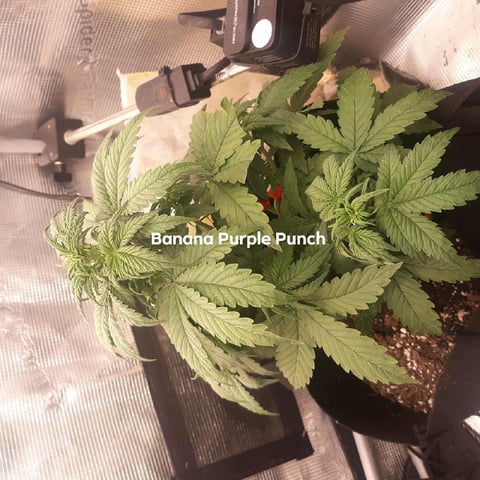 Moving On — vegetative, day 9