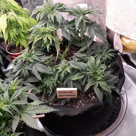 Next Attempt  — flower, day 43