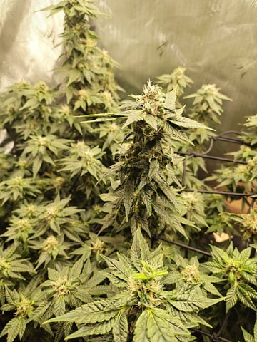 Last girls got kicked. — flower, day 150