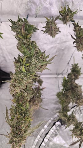 first grow adventure  — flower, day 95