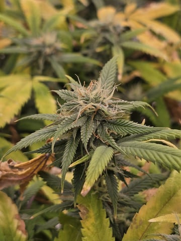 Platnium Jelly — flower, day 99