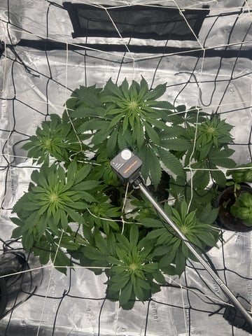 2025-26 harvest INDOOR — flower, day 104