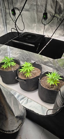 Attack Of The Clones — vegetative, day 1